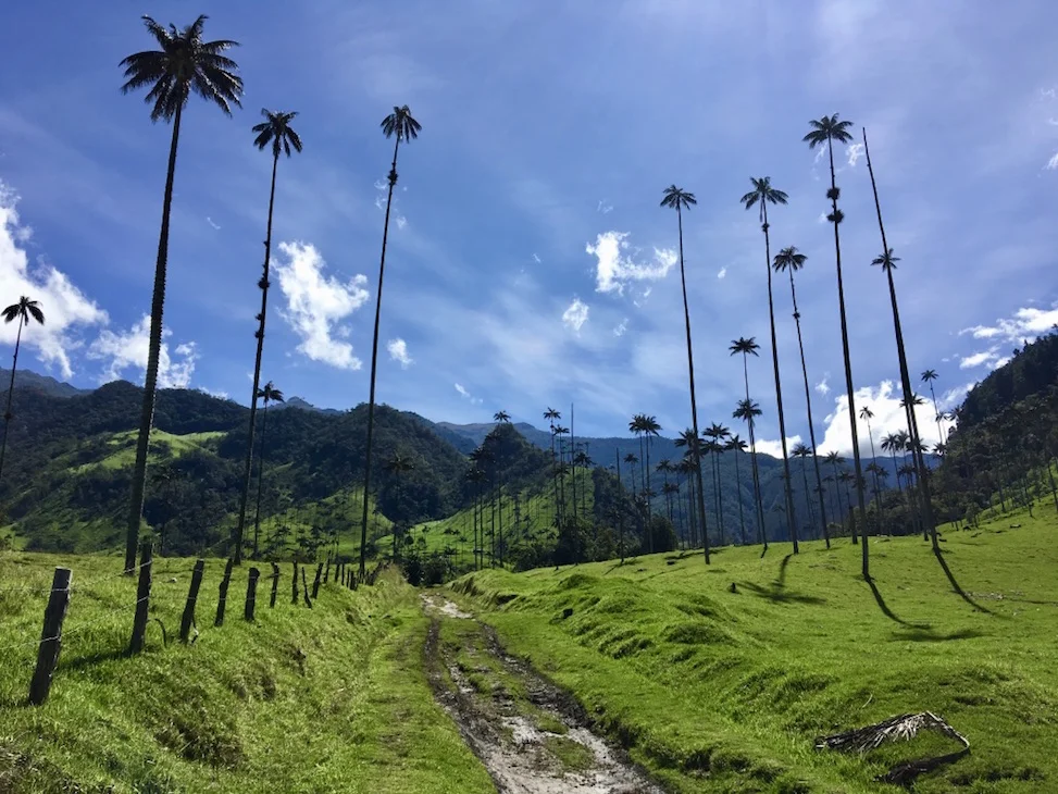 Bosques de Cocora in Salento aka the famous tall skinny trees of Cocora Valley in Salento.