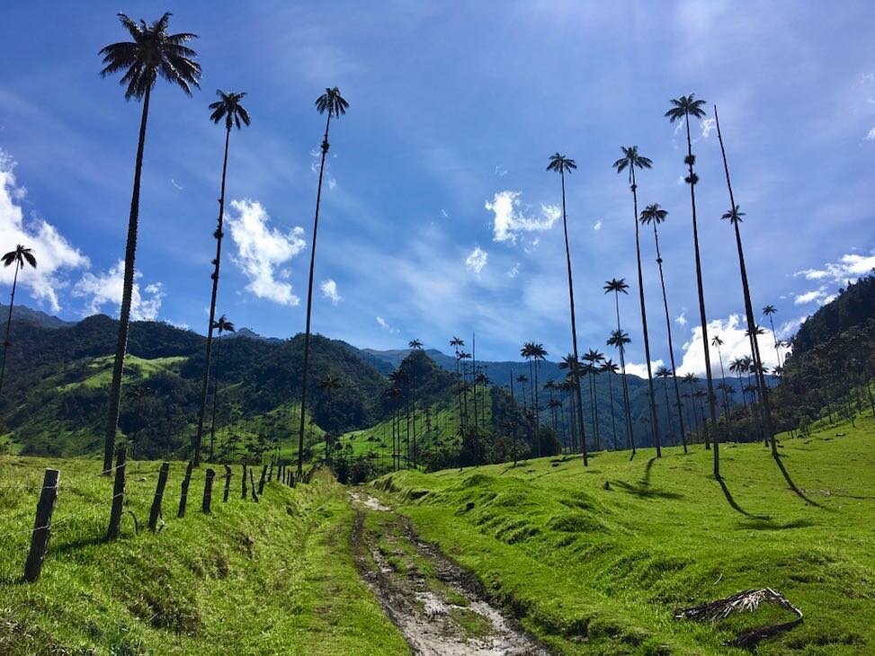 Check out @amanda.e.young &lsquo;s feature, which includes her 1 week itinerary of Colombia! *
*
Link in bio. *
*
#girlgotravel #colombia #salento #palmtrees #sky #adventure #passionpassport #wanderlust #neverstopexploring #solotravel #travel #travel