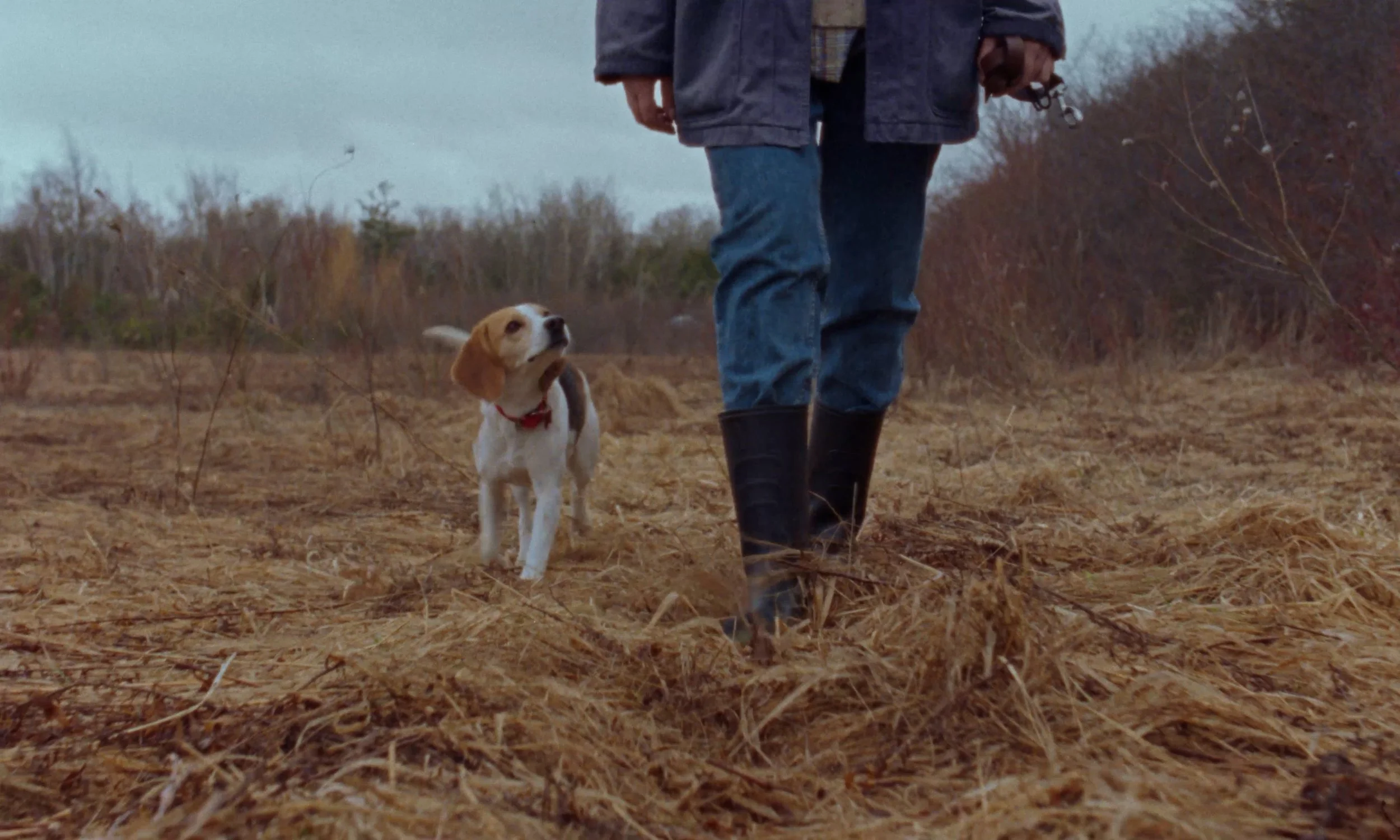 how's_archie___ff_screener.00_00_08_22.Still001.jpg