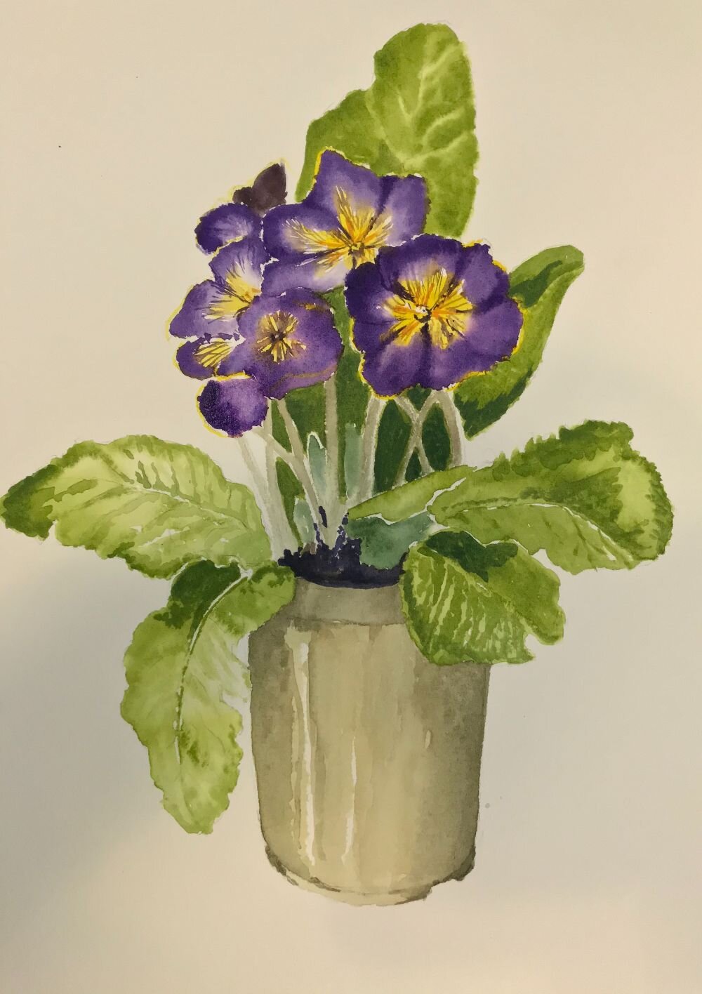 Primula-watercolour-painting-Jersey.jpeg