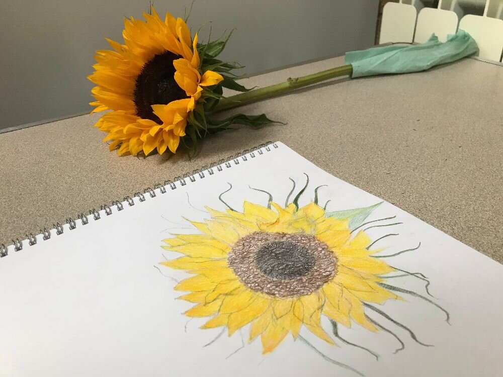 Sunflower-drawing-watercolour-pencils.jpeg