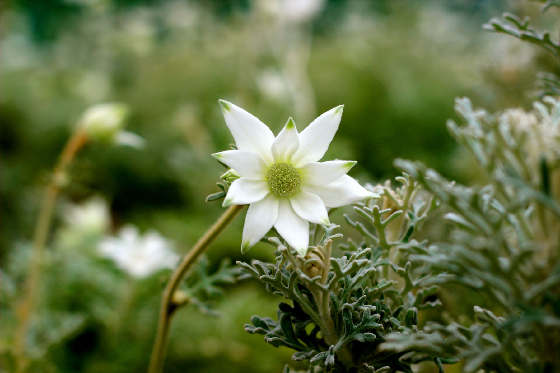 Flannel flower