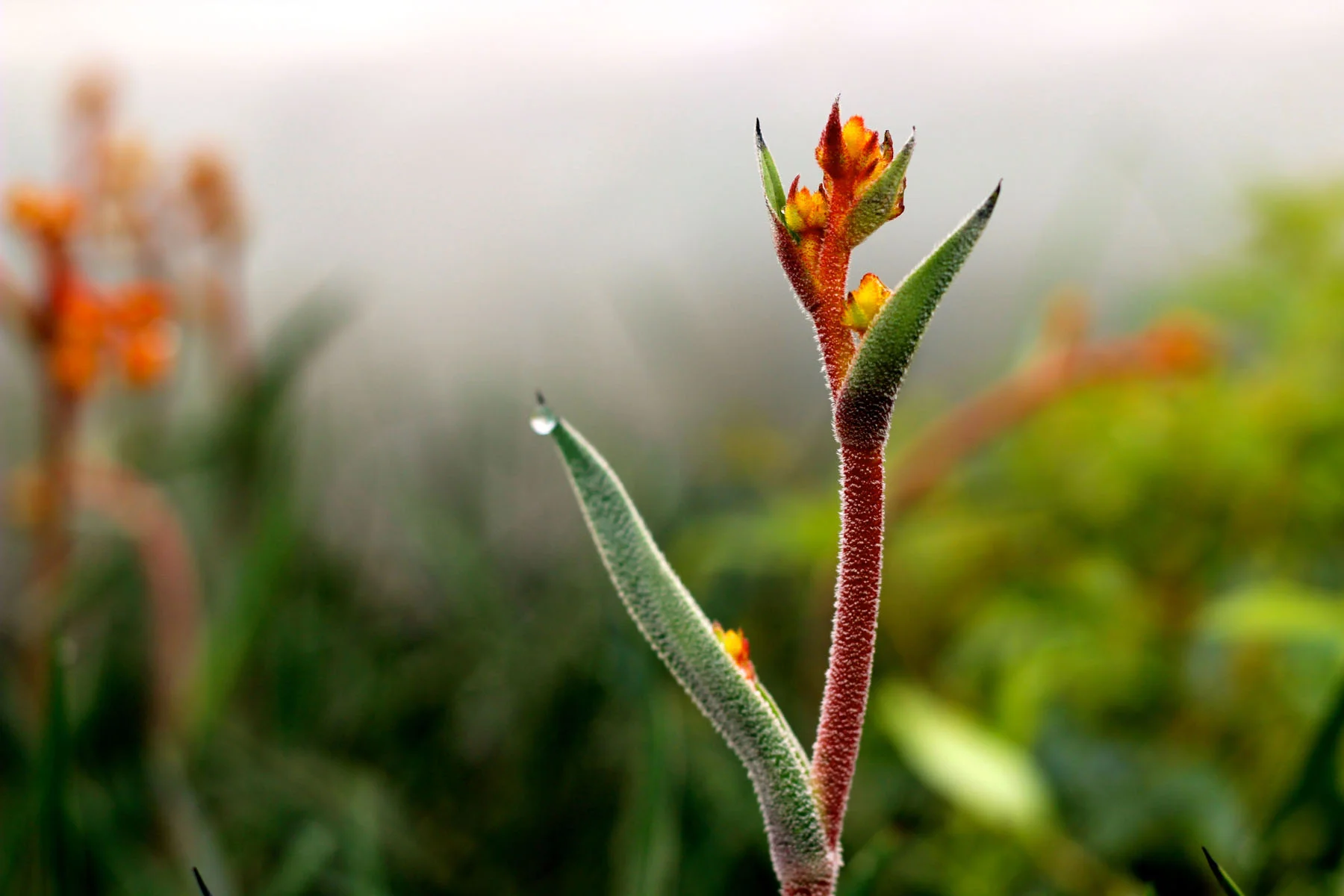 Kangaroo paw