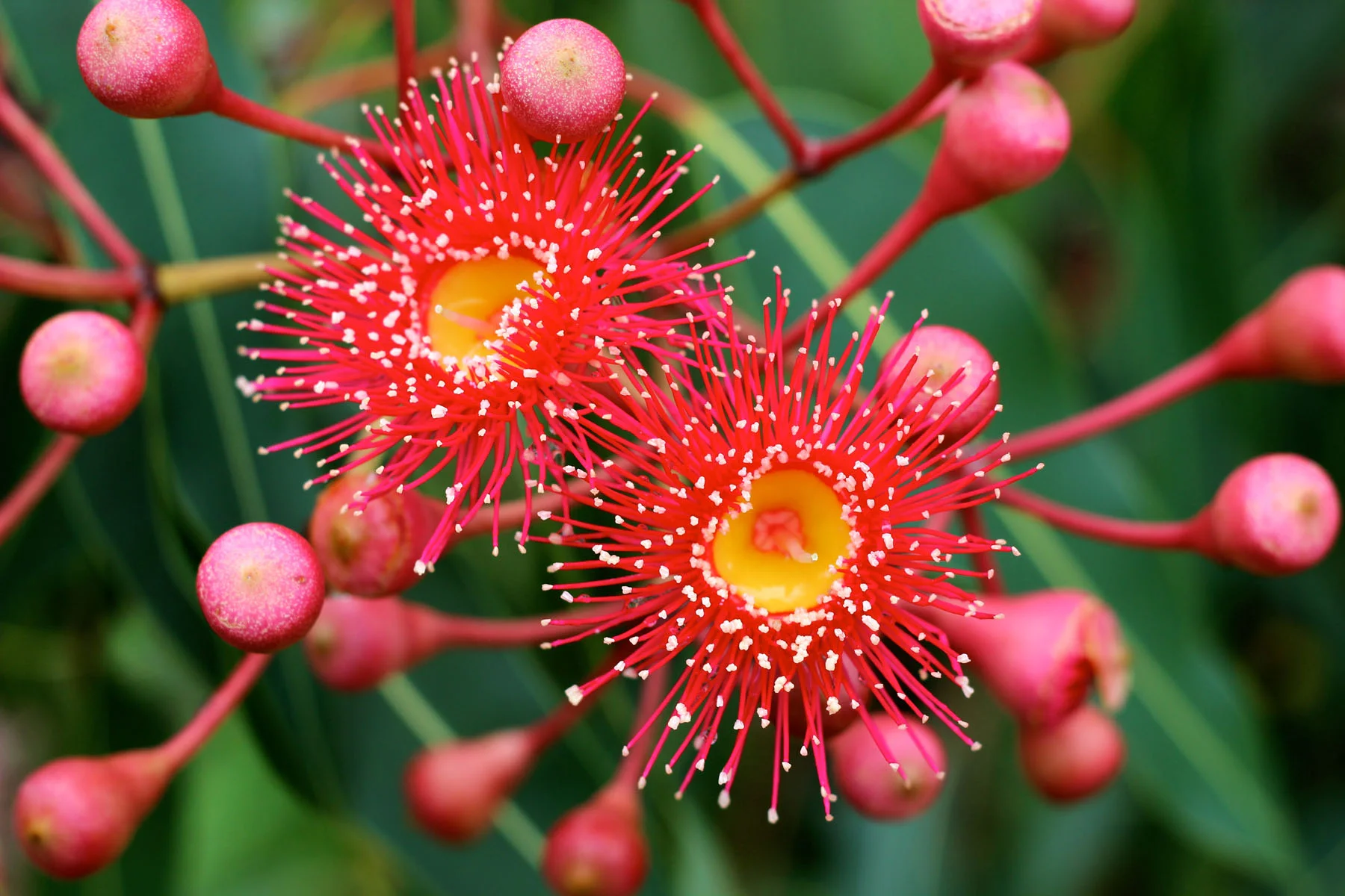 Flowering gum
