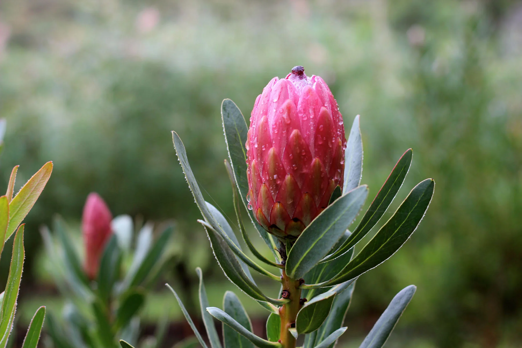 Protea