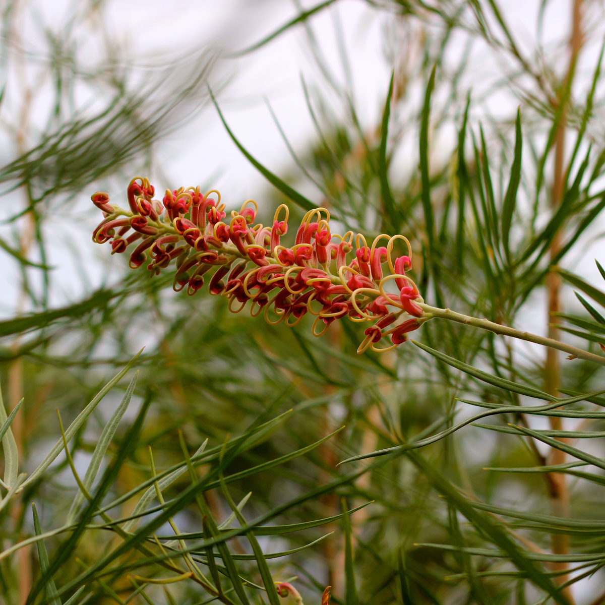 Grevillea