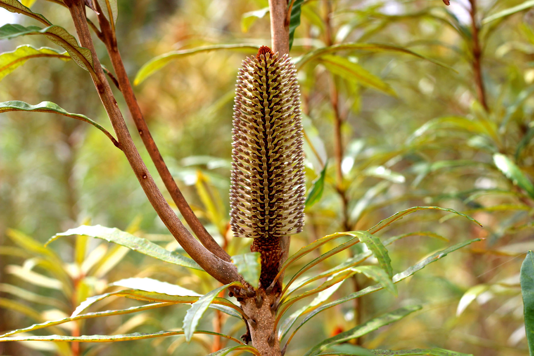 Banksia