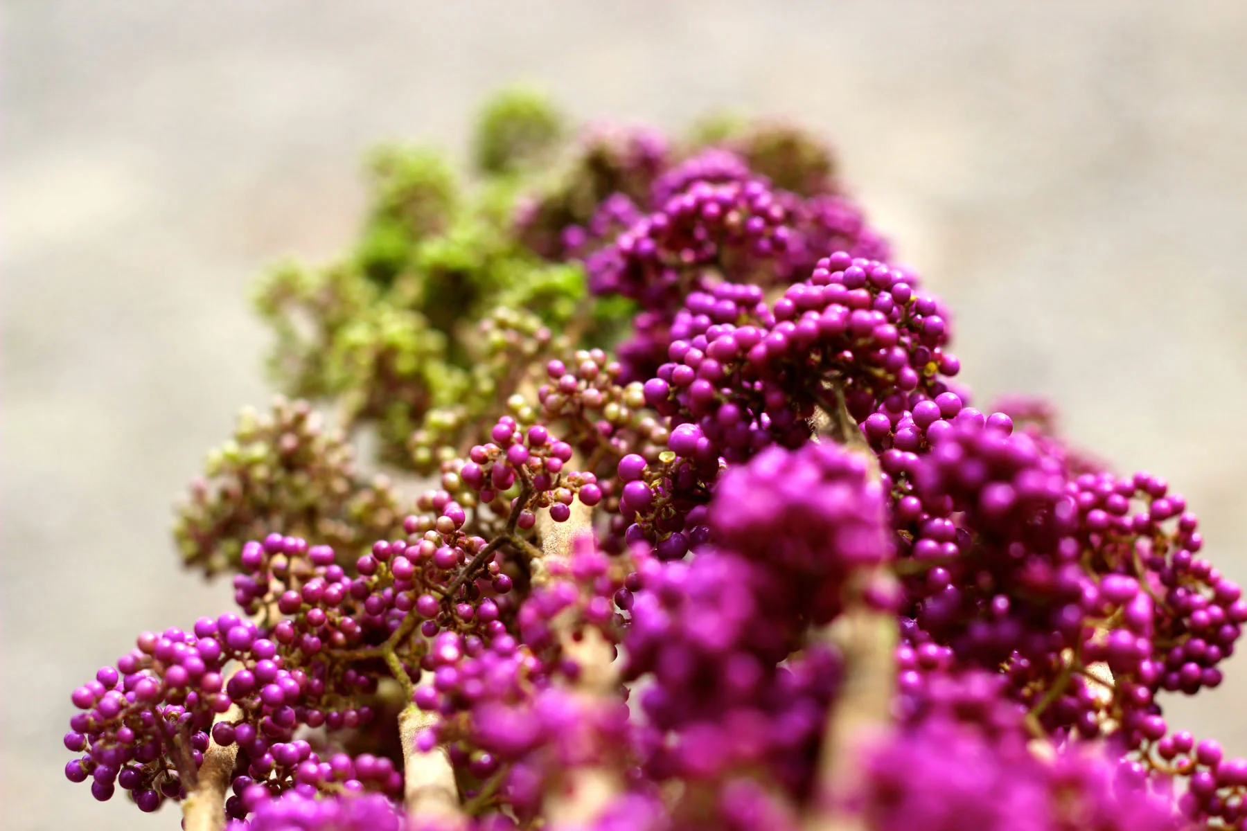 beautyberry.jpg