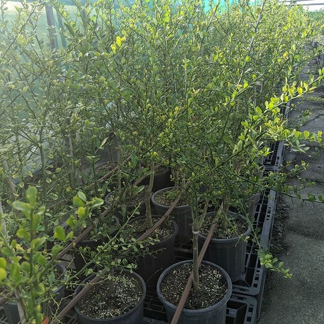 We're selling some finger lime trees. Red fruit. Budded on citrange rootstock for hardy and vigorous growth. $40. Pickup at nursery.