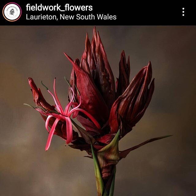 Gymea Lily flowers open sequentially over 8-10 weeks.