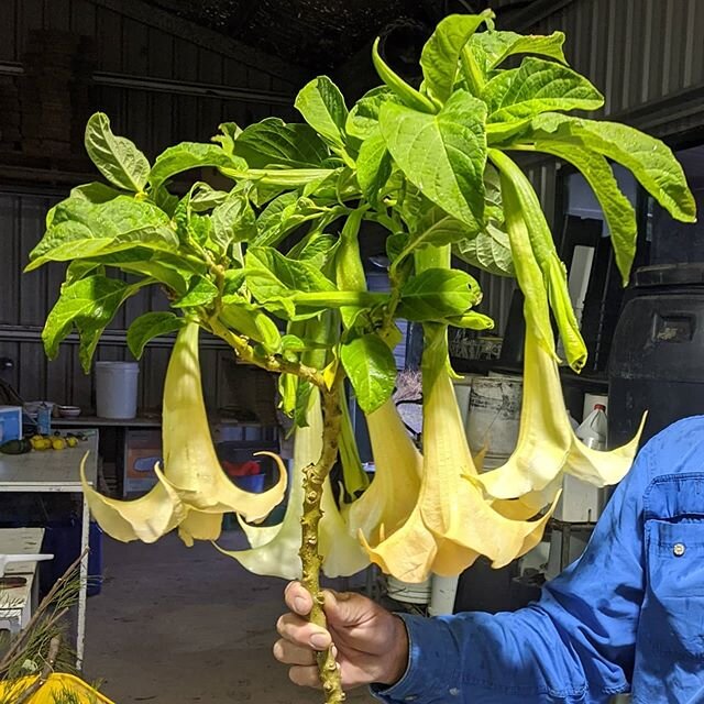 Angels trumpet #brugmansia