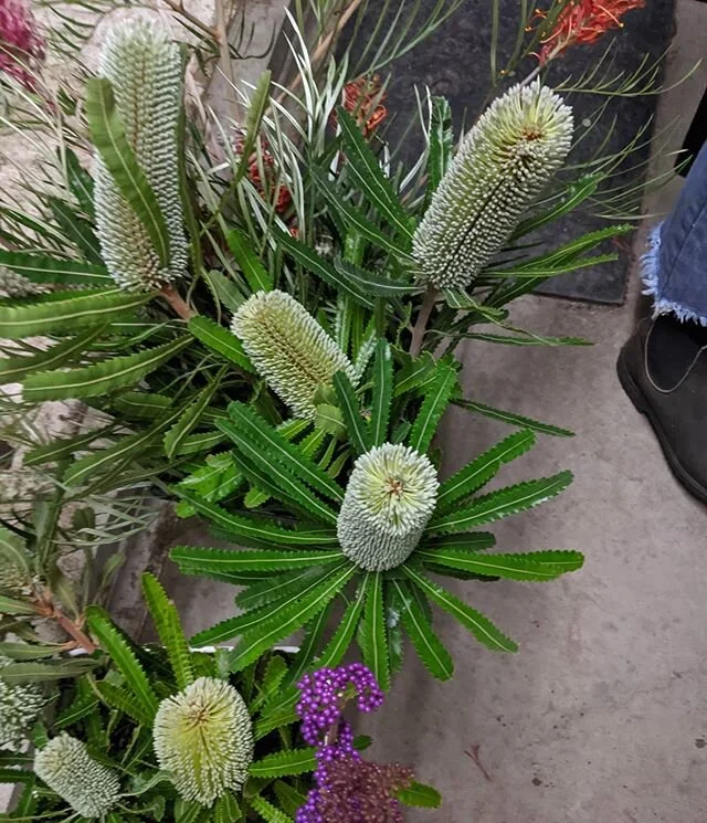 Banksia aemula