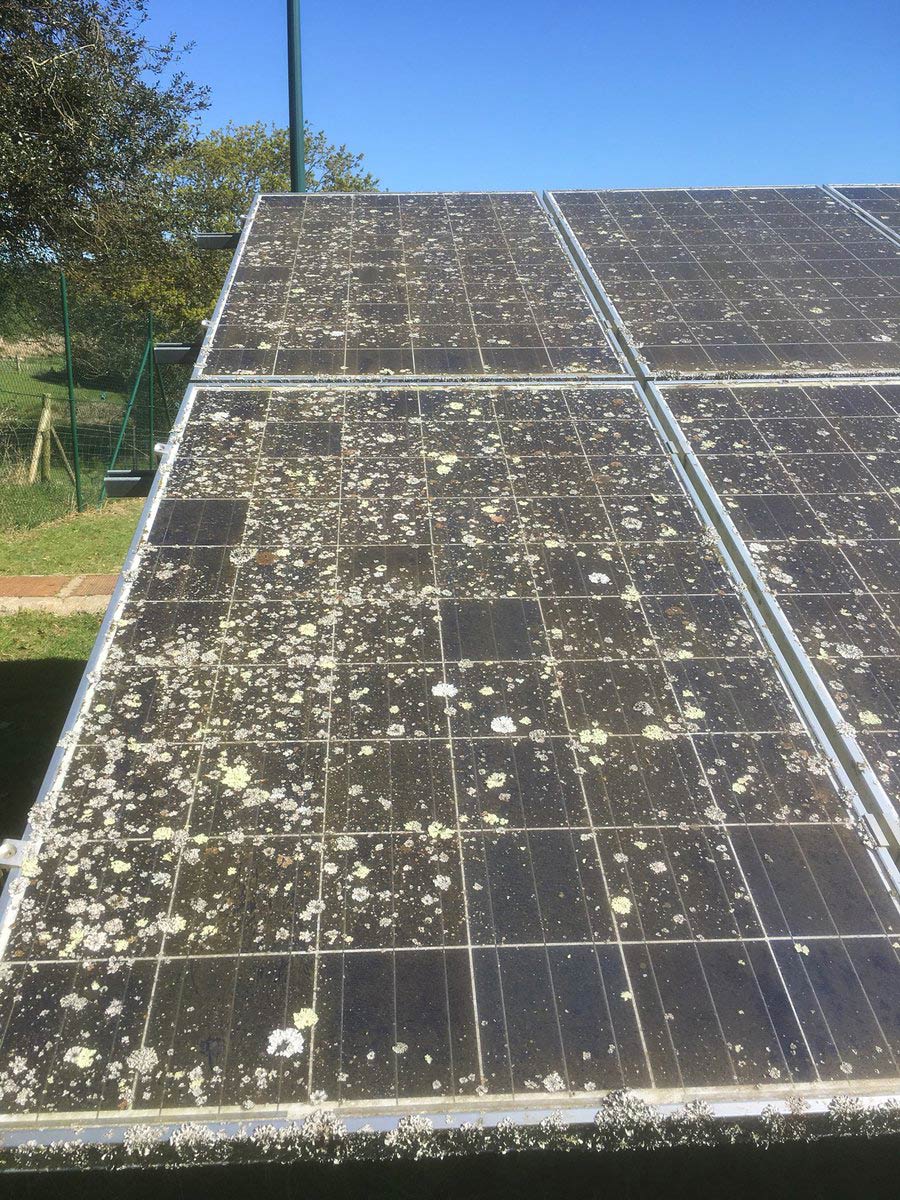 Solar-Sparkle-Lichen.jpg