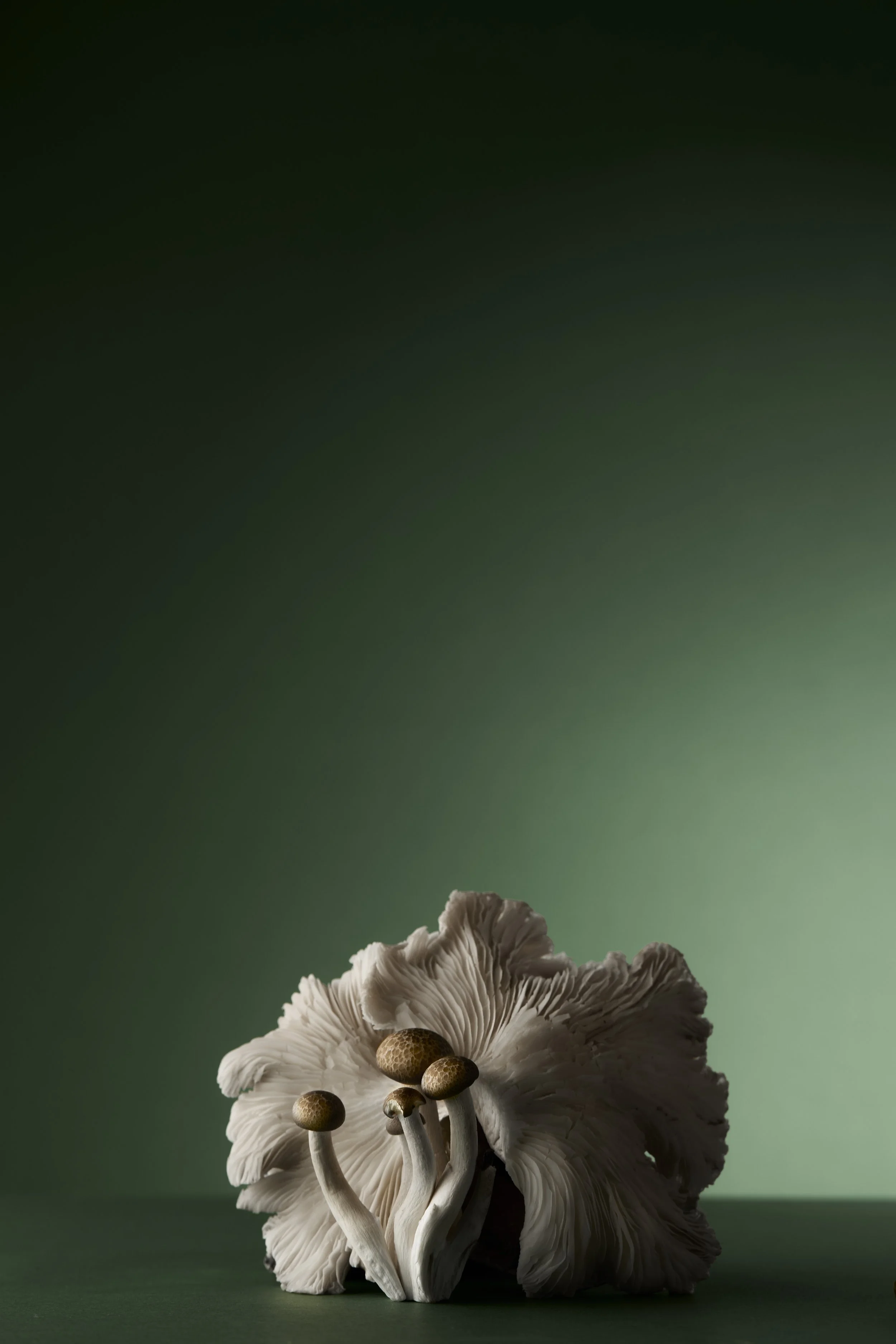 PapirogaFungiBodegon8525 copy.jpg