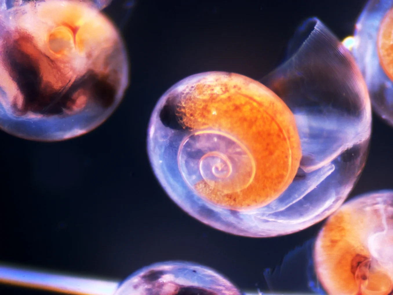 Pteropod Limacina helicina antarctica. Photo taken by the Hofmann Group, using a Wild M37 stereomicroscope and Linkam PE120 stage 