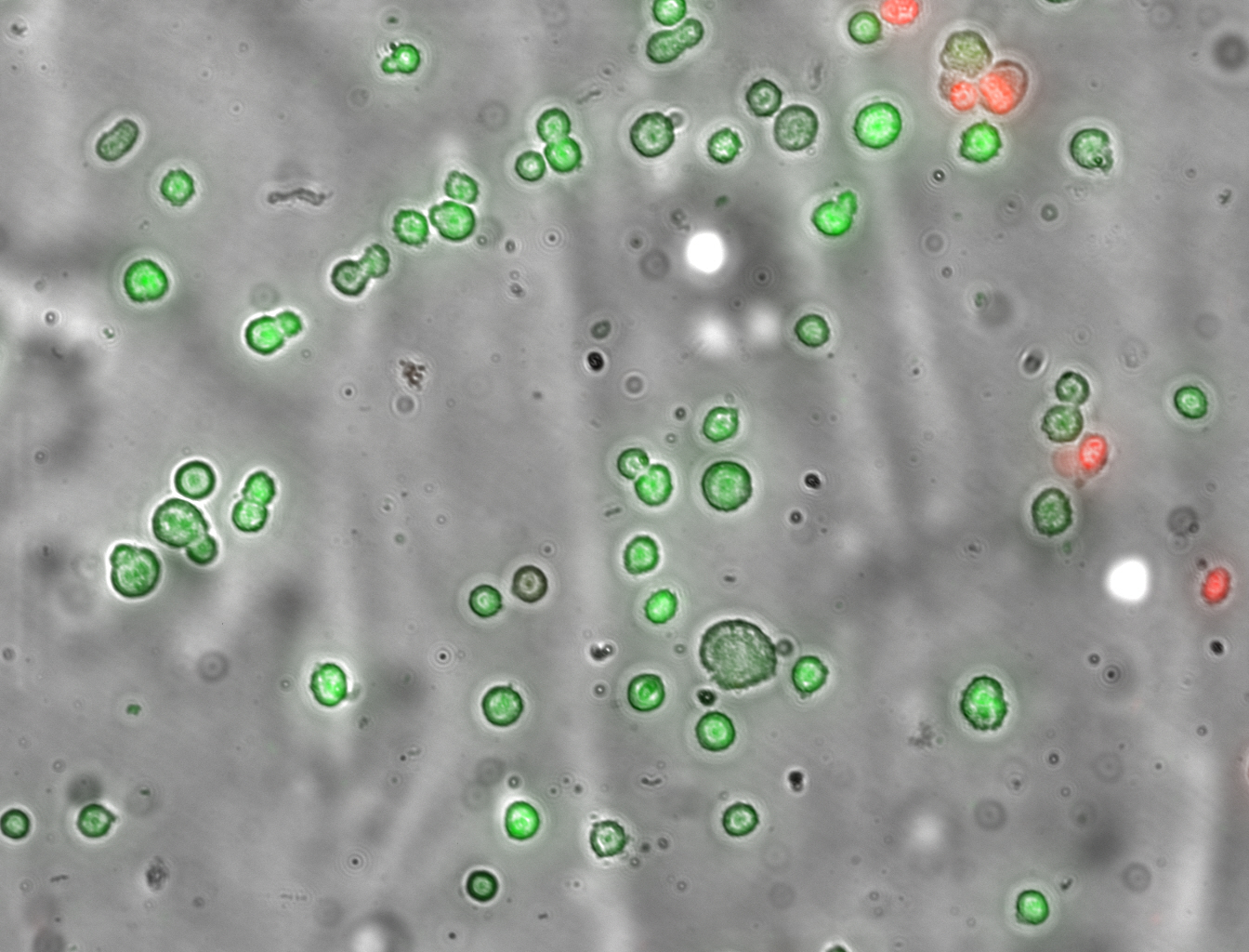 Representative image of SYTO®13 (green)/EB (red) fluorescence used for membrane integrity assay. Green cells have intact membranes and red cells have damaged membranes. Picture from Prickett et al., 2015.