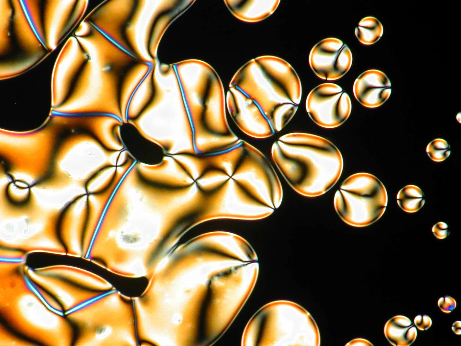 Nematic Liquid Crystals. Photo by Dr Vance Williams, Simon Fraser University.