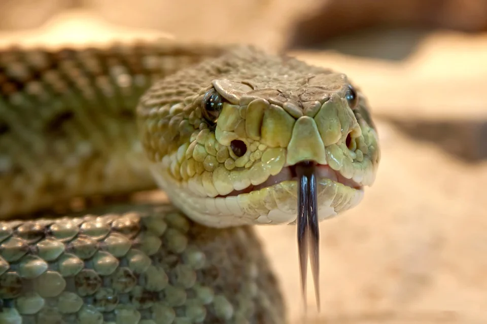 Snakebite envenomings constitute a highly relevant health problem in areas of Asia, Latin America and Sub-Saharan Africa. 