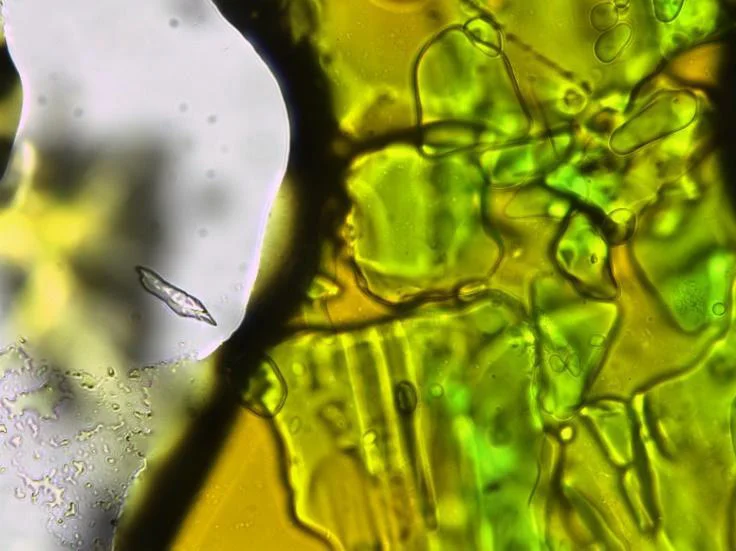 Melted sample of (DEA) 2 CuCl 4 at 50°C, note a change in colour from green to an orange-green. 