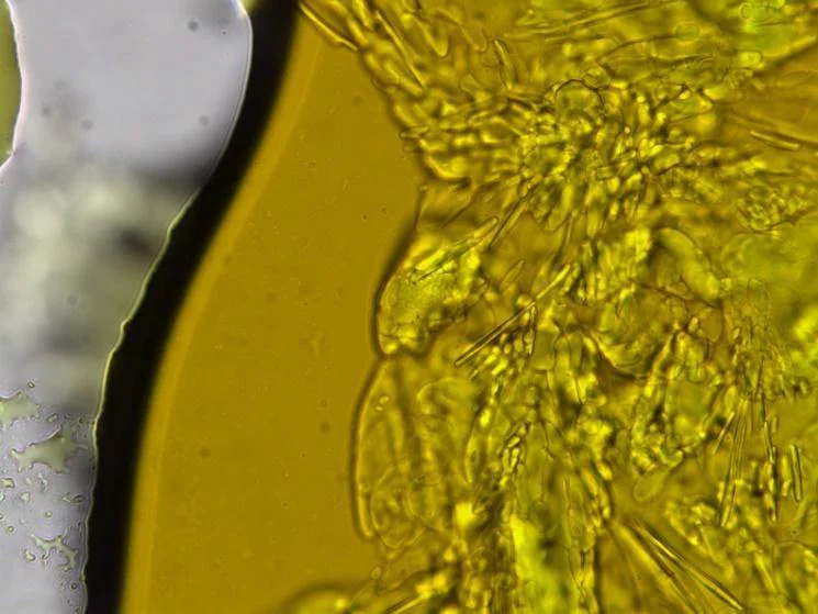 Melted sample of (DEA) 2 CuCl 4 at 56°C. Most of the sample has now lost the green colouring. 