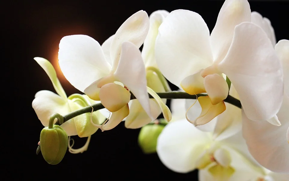 There is great desire to create self-oscillating systems, such as the natural circadian rhythm of flowers, as such systems would have an incredible number of applications in different fields. 