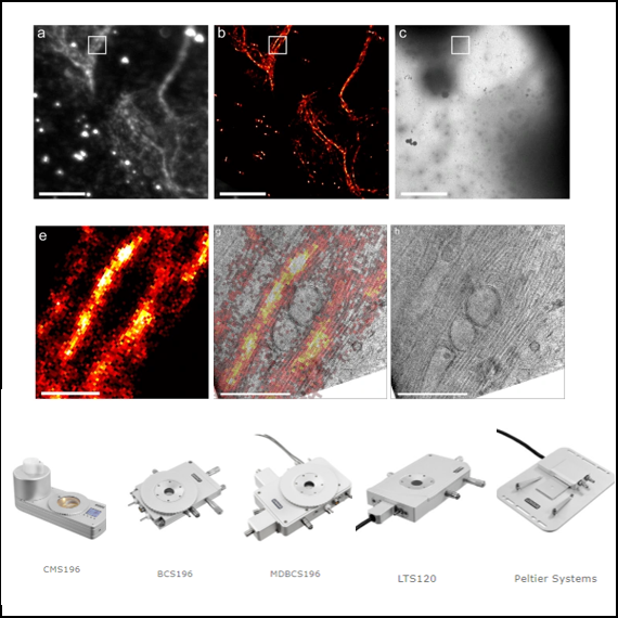 Confocal/Fluorescence Super Resolution Microscopy