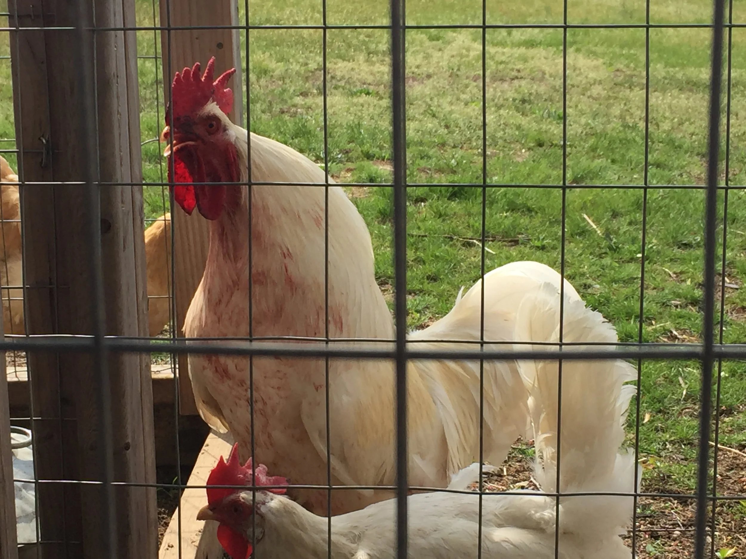 Episode 27: Keeping Chickens