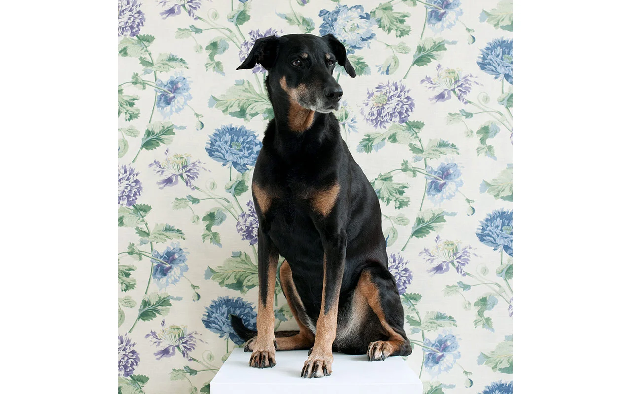sophisticated_paws_chloe_web_800.jpg