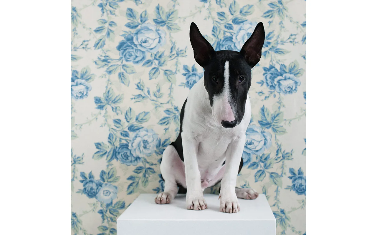 sophisticated_paws_fritzchen_web_800.jpg