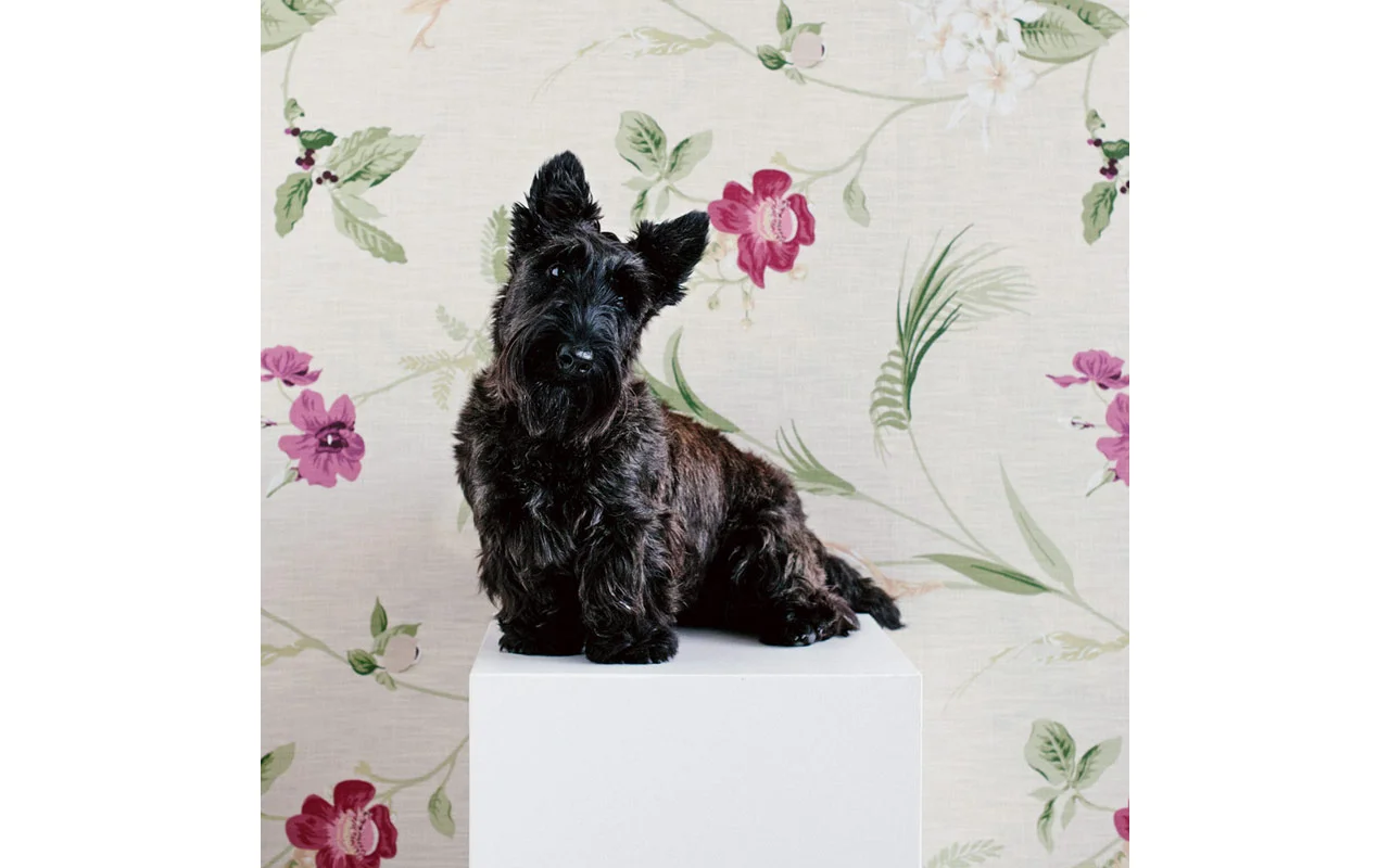 sophisticated_paws_mabel_web_800.jpg