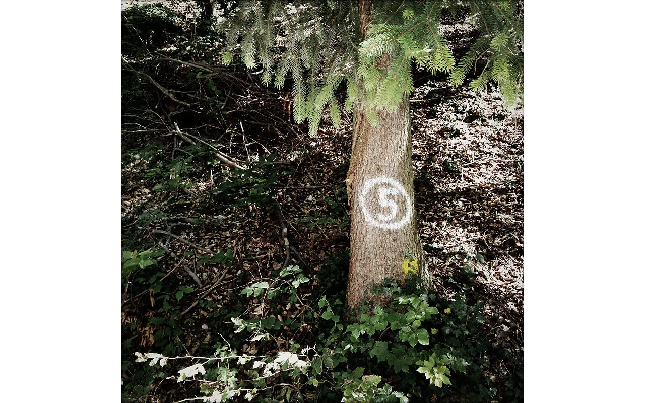 5_web_fir_800.jpg