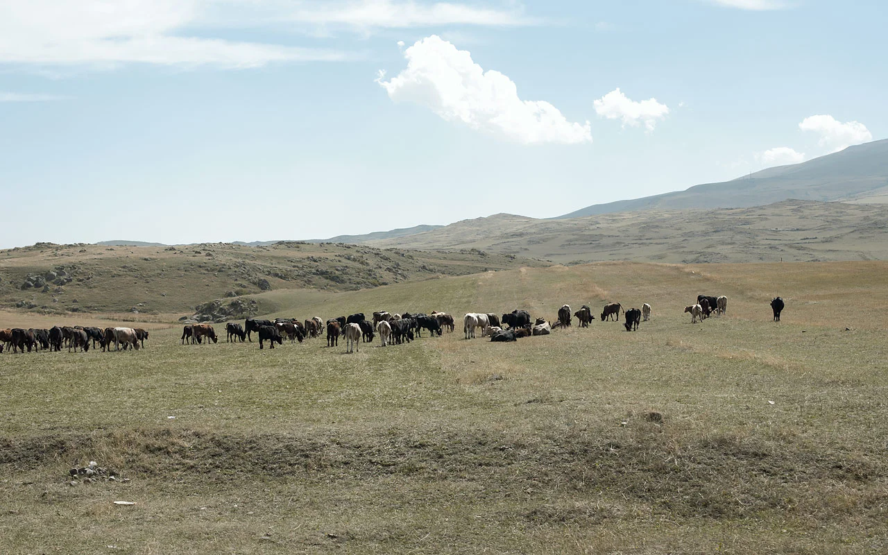 stc_armenia_web_14_800.jpg
