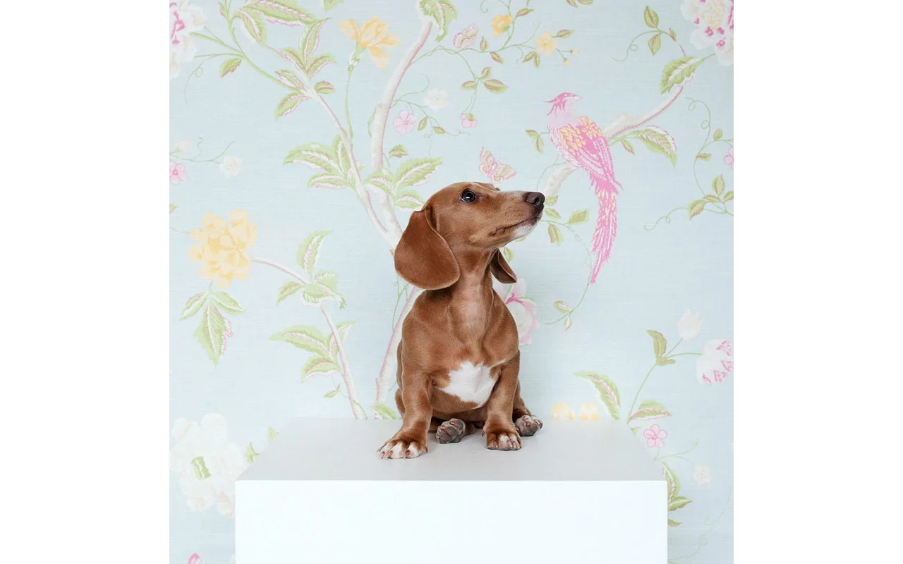 sophisticated_paws_delphi_4961_web_800.jpg
