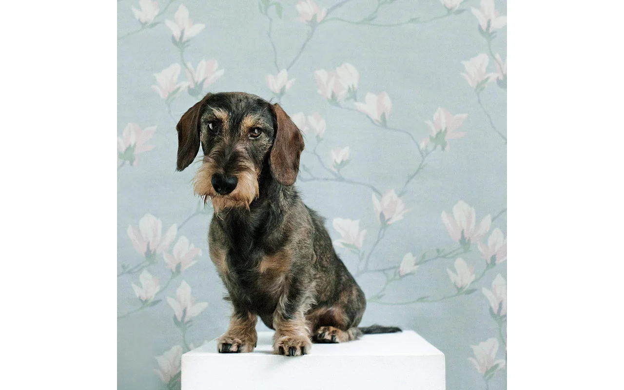 sophisticated_paws_lloyd_2_web_800.jpg