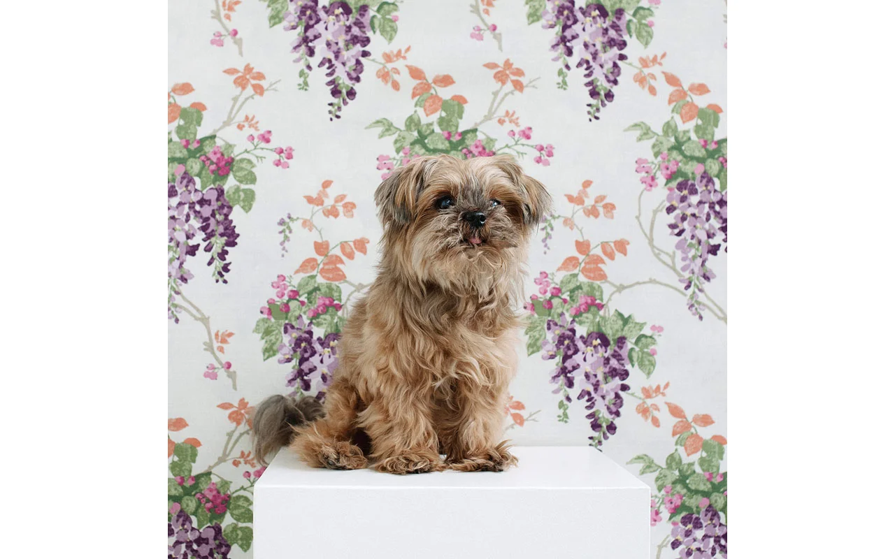sophisticated_paws_lupo_web_800.jpg