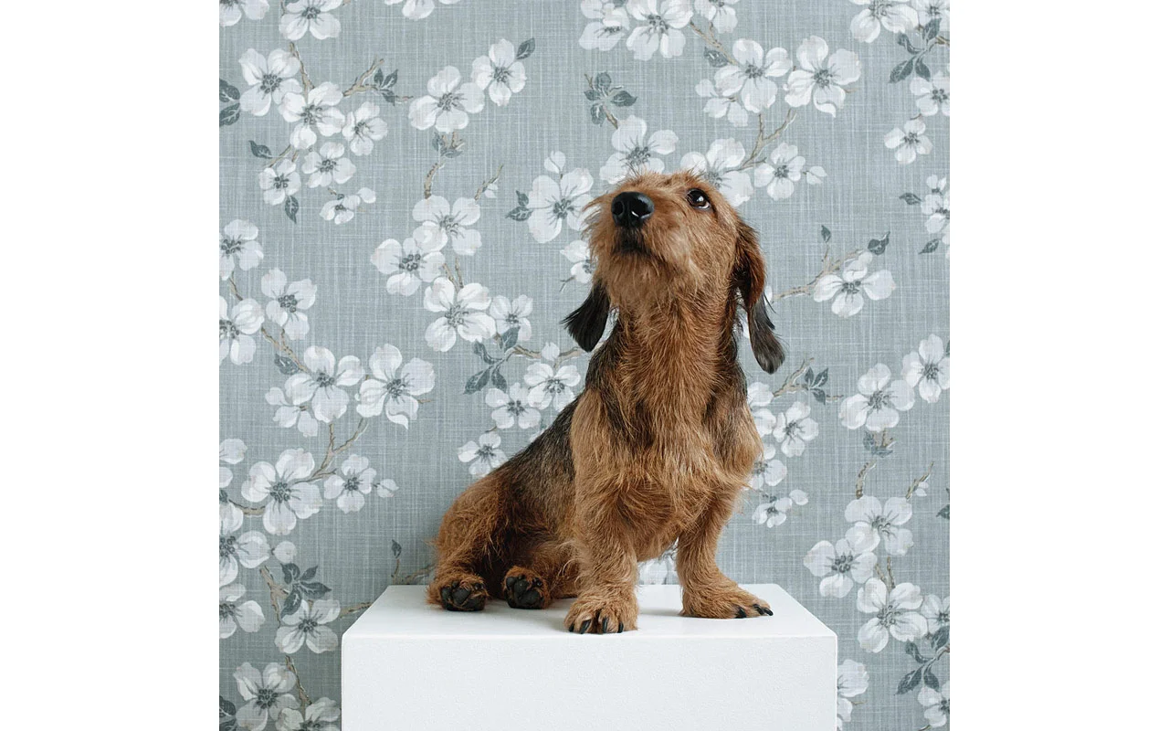 sophisticated_paws_gustl_web_800.jpg