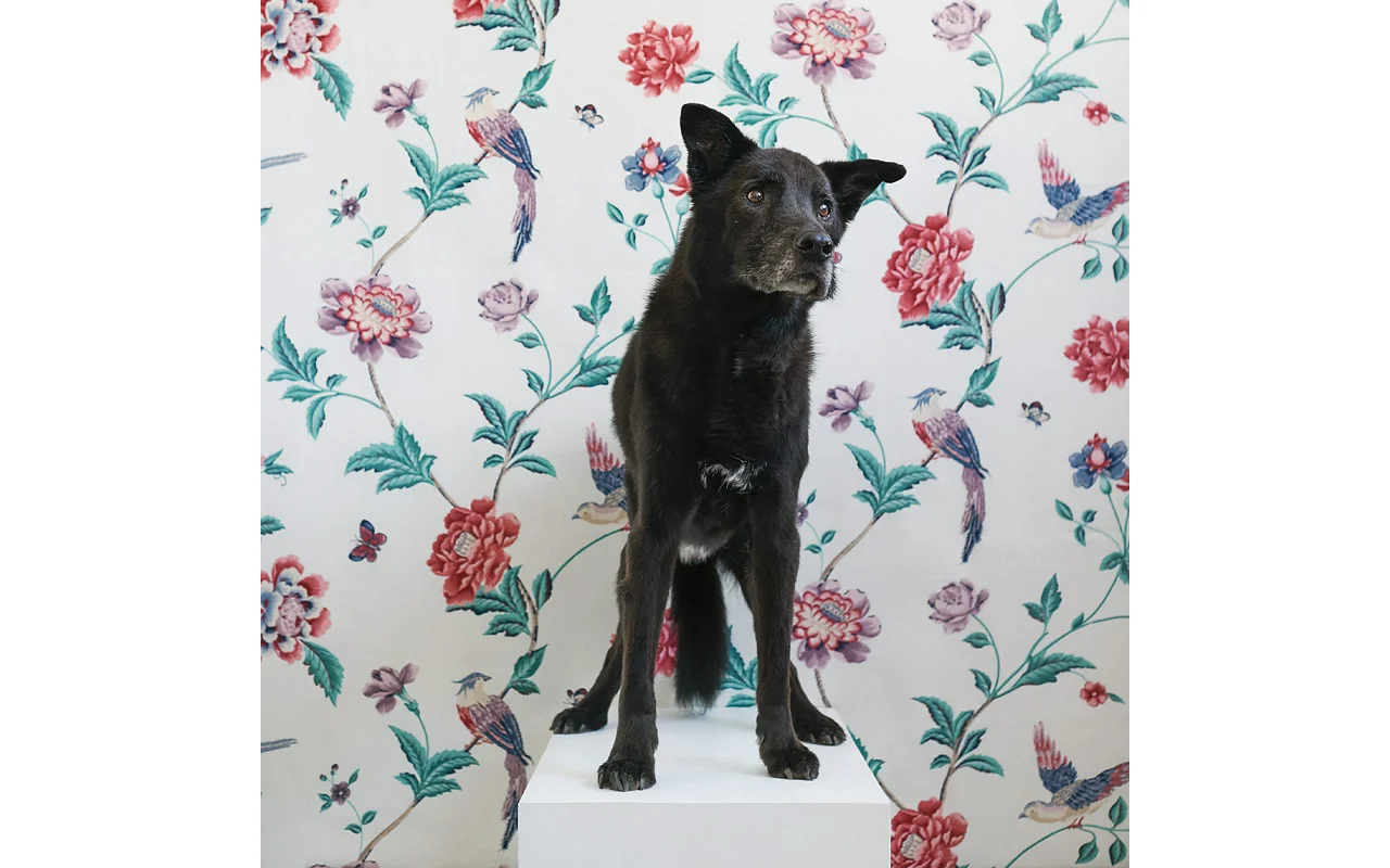 sophisticated_paws_sirius_web_800.jpg