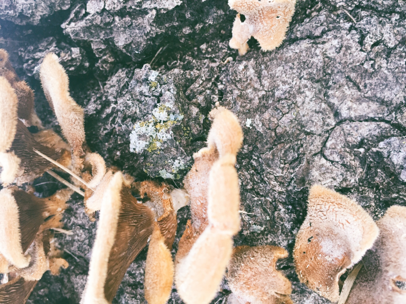 Screen Shot 2016-06-06 at 7.34.06 AM.png