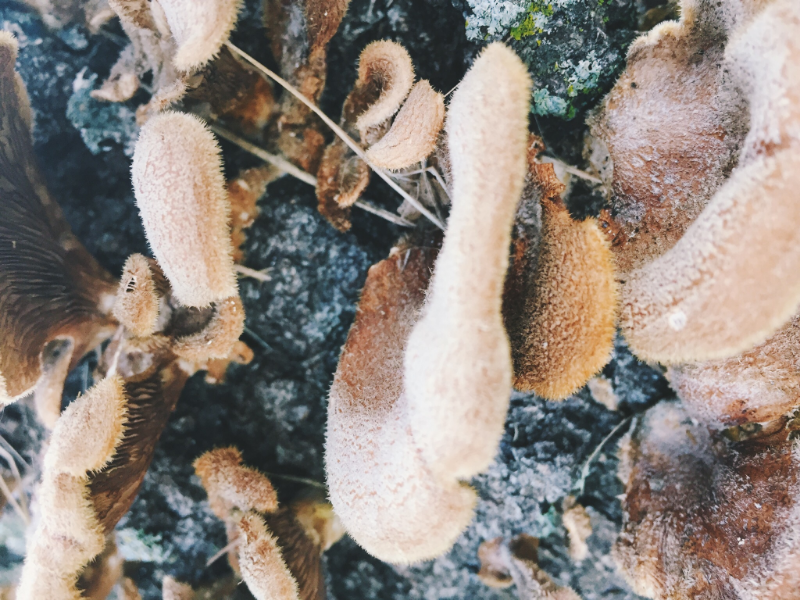 Screen Shot 2016-06-06 at 7.34.26 AM.png