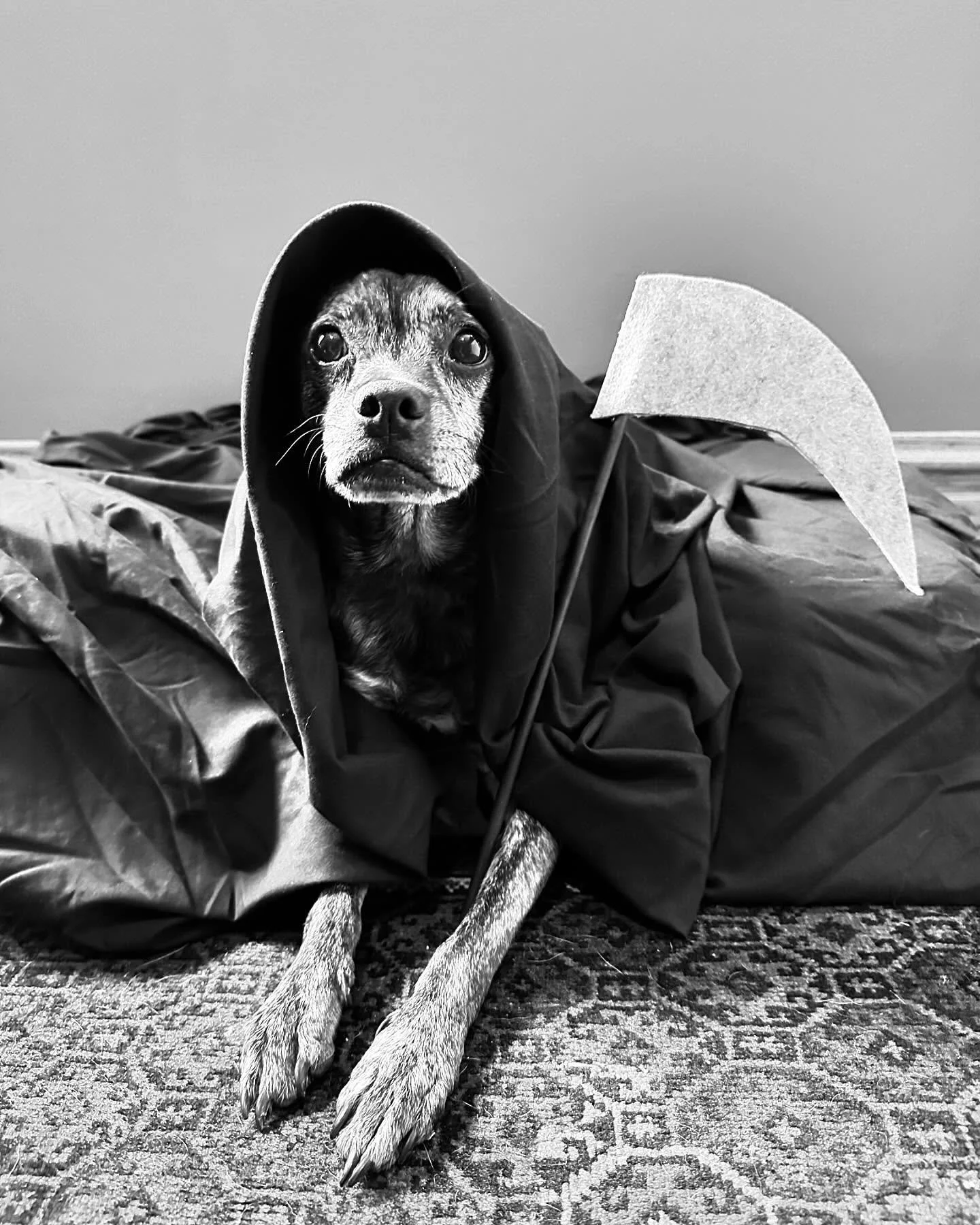 One final Mort Monday in honor of Ichabod. 🖤

A tribute to one of my favorite #ichaween costumes and a great option for a costume Mort could relax in bed in - the Grim Reaper. 

Mort is most concerned for the souls he collects.

I included a few pic
