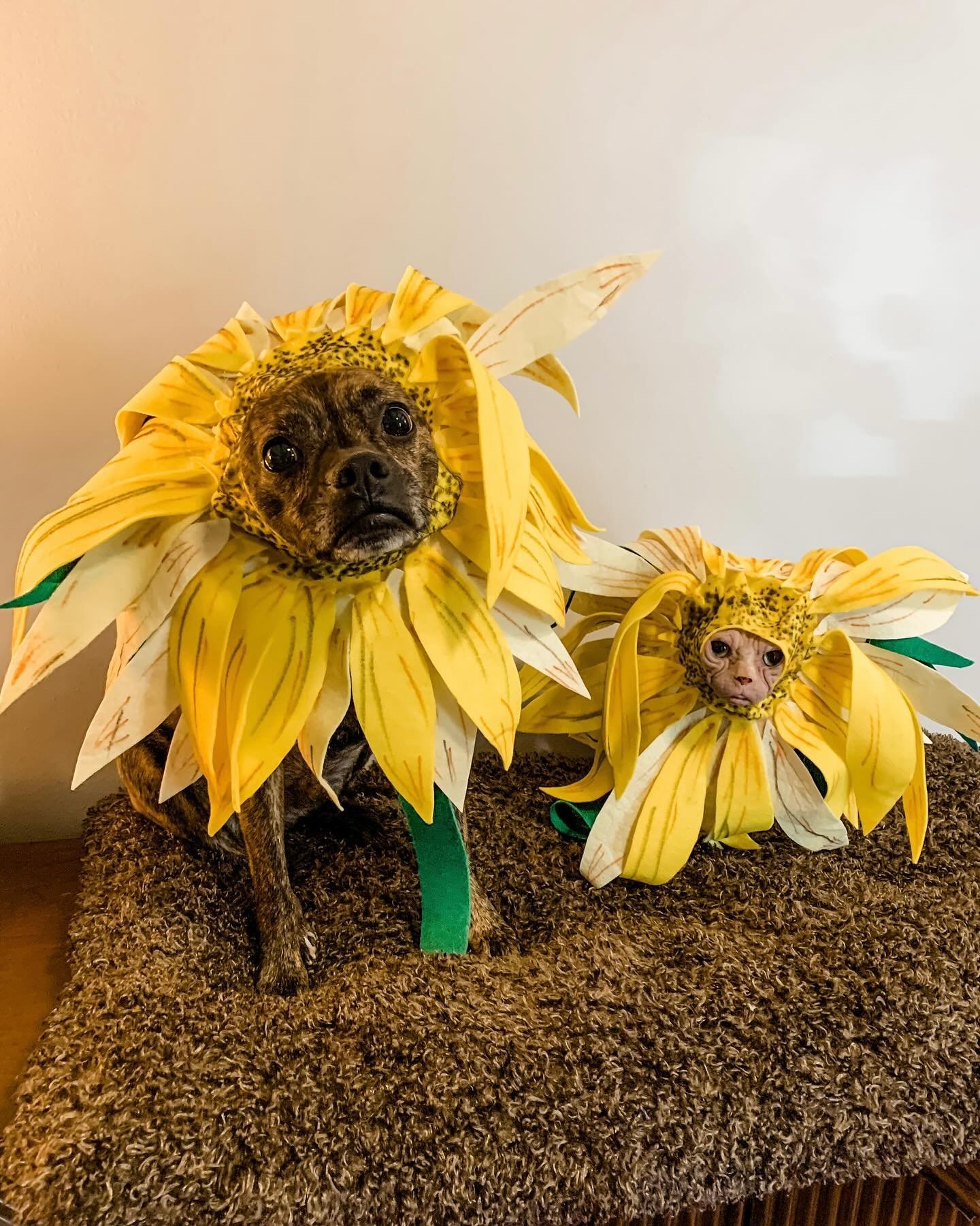 Our costume for Mort Monday 3 did not go well. It&rsquo;s too good to scrap completely but I&rsquo;m going to have to make some adjustments to the costume I made for Mort&rsquo;s comfort and try again next week - I&rsquo;ve always said, the only reas