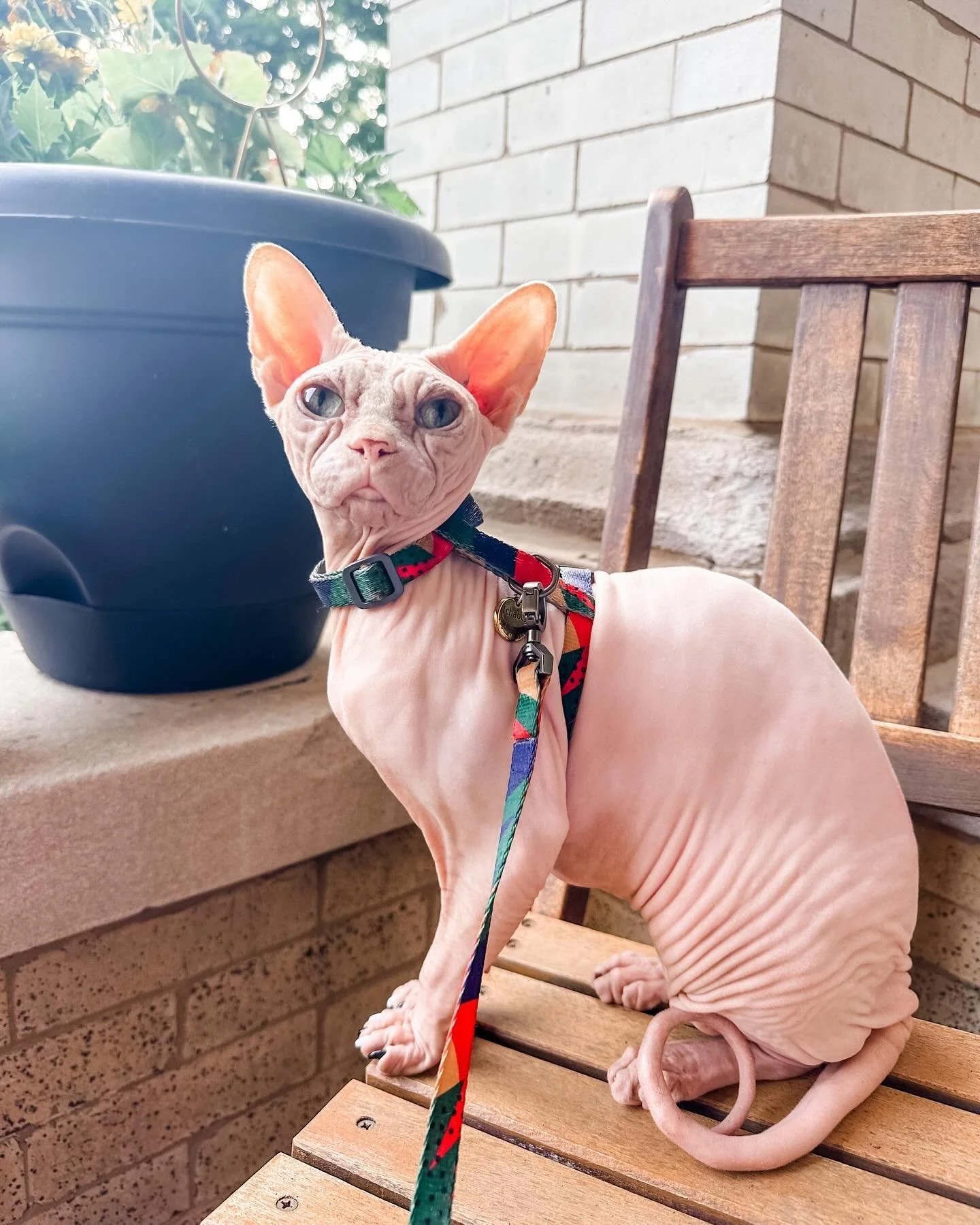 Eighty degrees in Chicago! Happy to be warm and back to my neighborhood guardmeow duties. Keeping an eye out for cicadas&hellip;

#sphynx #sphynxcat #catsofinstagram #sphynxofinstagram #guardmeow #neighborhoodwatch #cicadas #cicadas2024 #summercat