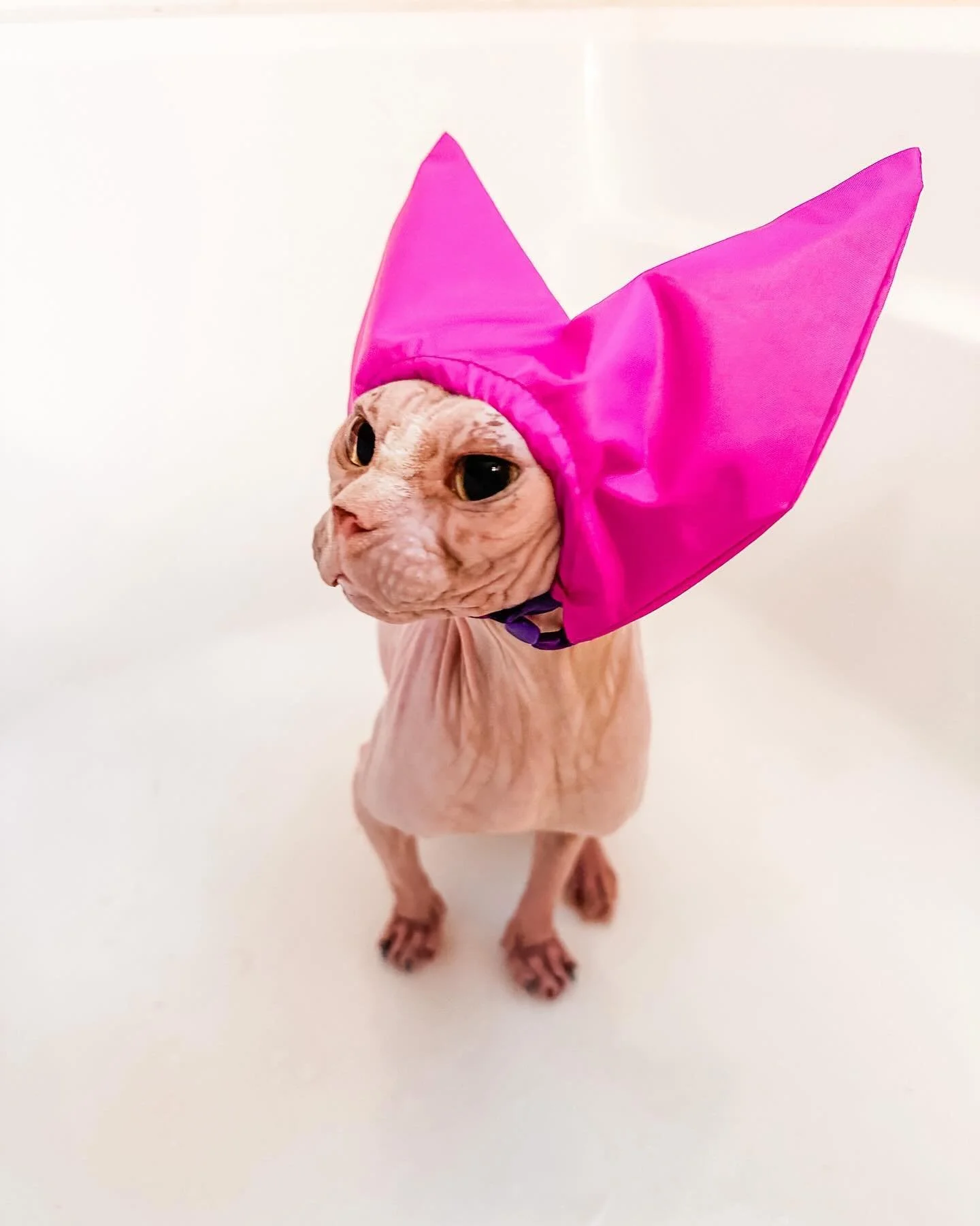 Bath time. 🛁🫧🧼🧽😻😹

#sphynx #sphynxcat #catsofinstagram #sphynxofinstagram #wetcat #catinthehat #catbathingcap #petbathingcap #petbath #meow