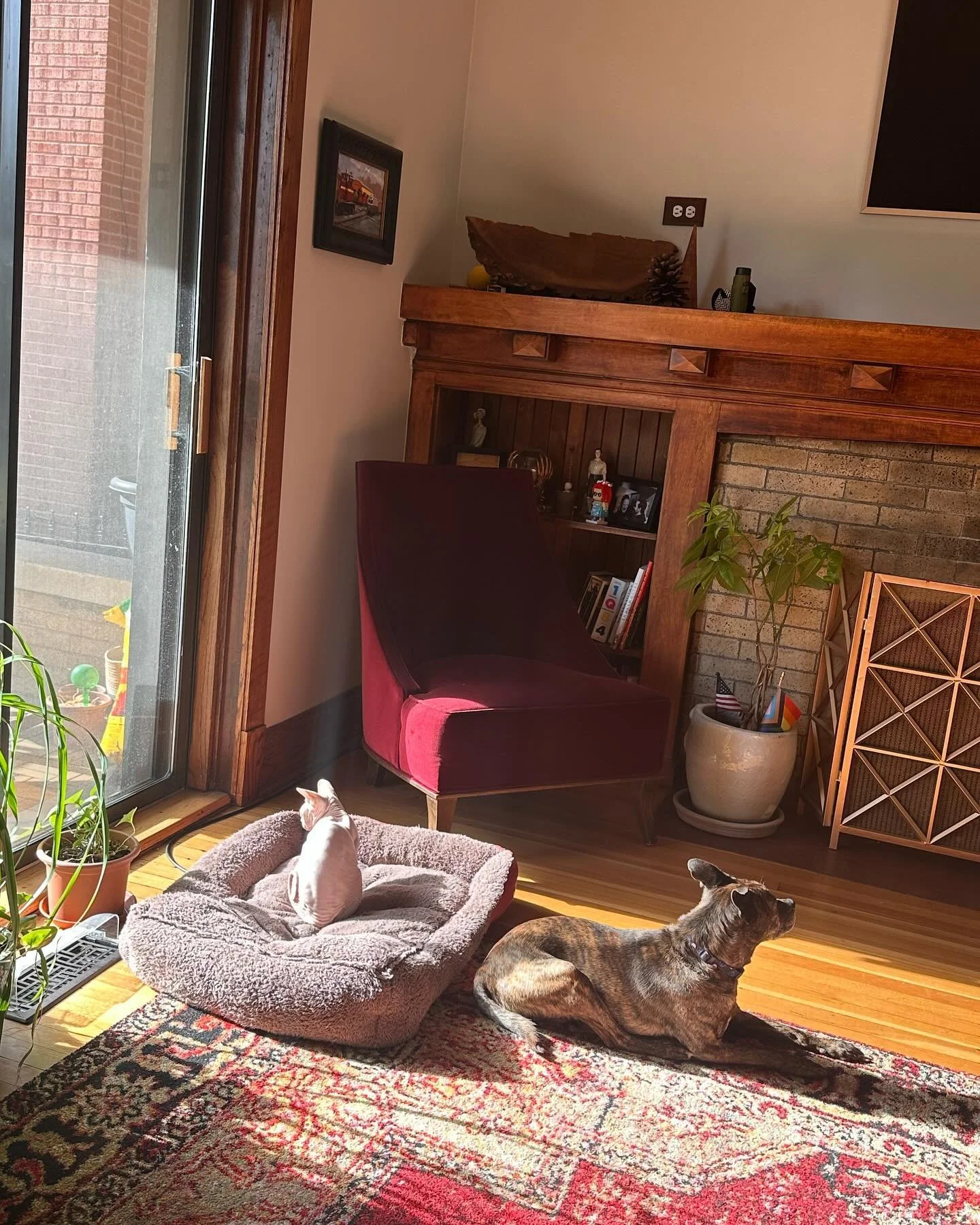Less than six months from #ichaween !
Finally getting warm enough to enjoy my time free of clothing &hellip;and into Mort&rsquo;s bed.

#ichaween2024 #catsofinstagram #sphynxofinstagram #brothers #mortimersueandichytoo #suncat #meow #sphynx #sphynxlo