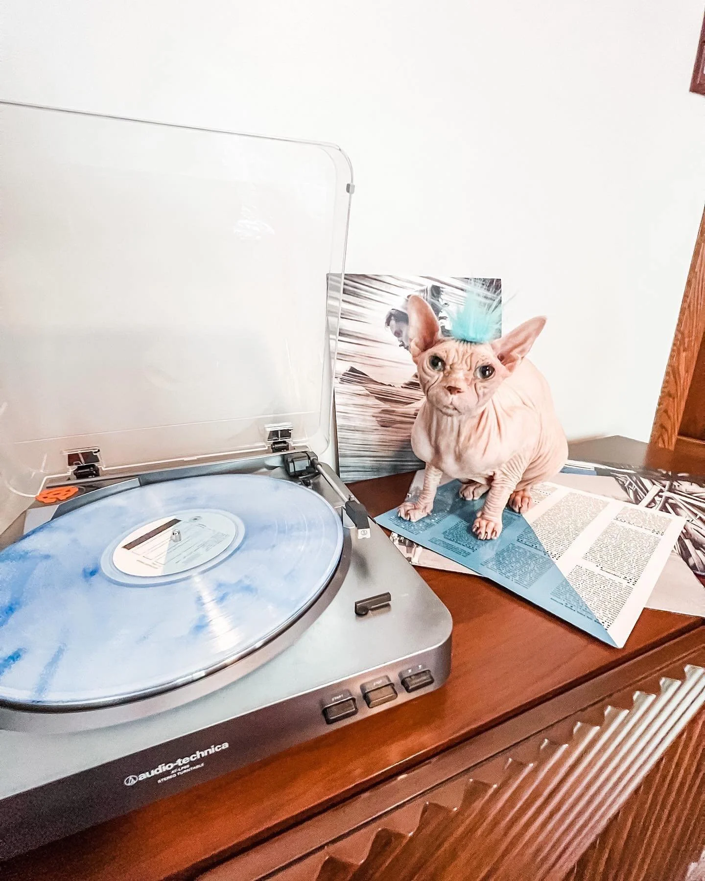 Happy Record Store Day!!!

Cats are generally unwelcome in record shops but rocking out at home to @thirdmanrecords @officialjackwhite in coordinating blue. 💙👨&zwj;🎤🎶

Cheers to my humans&rsquo; neighborhood favorite @rattlebackrecords !!!

#reco
