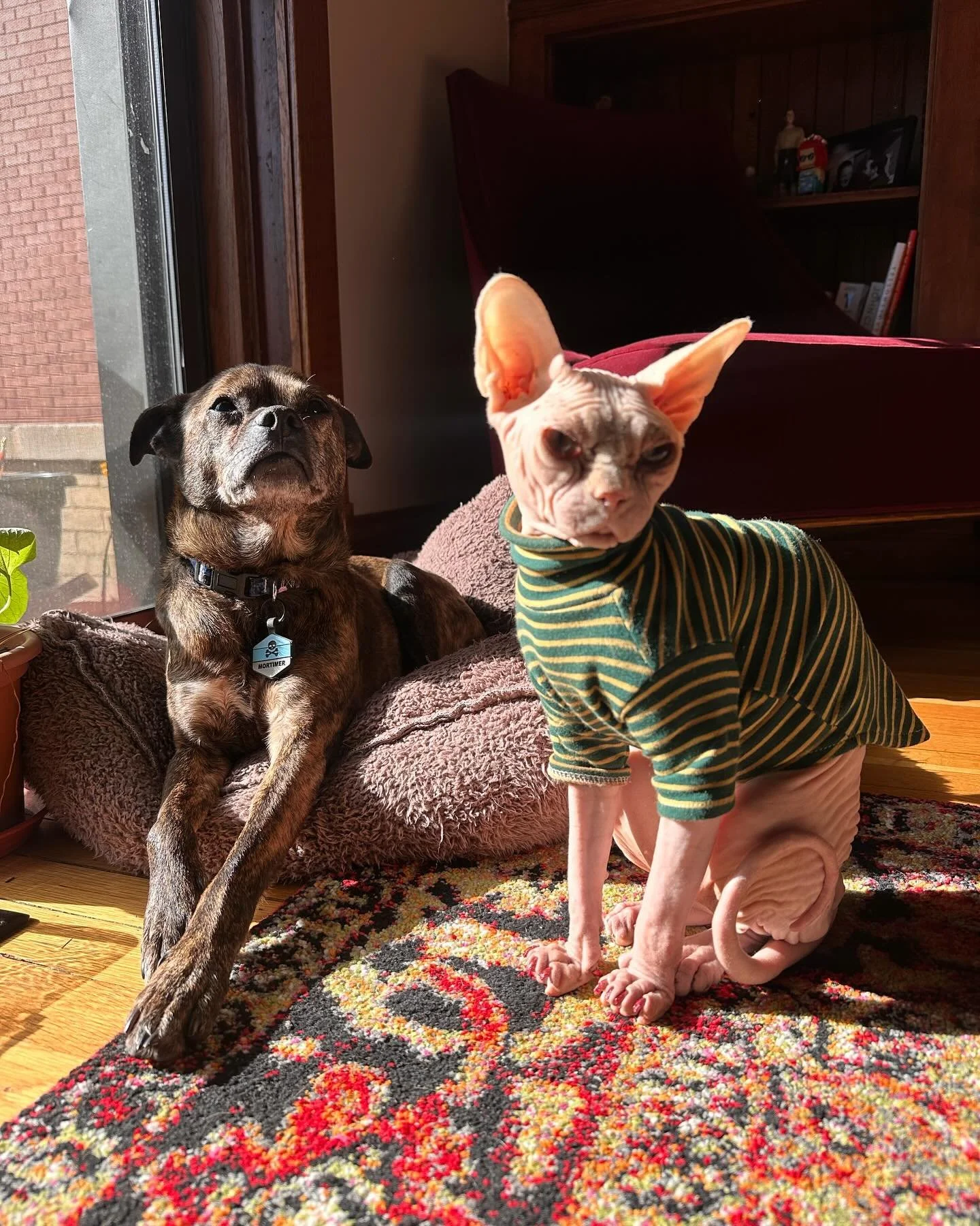 Afternoon sun bath with Mort 🌞

#sphynx #sphynxcat #catsofinstagram #sphynxofinstagram #meow #sun #sunspot #brothers #mortimersueandichytoo