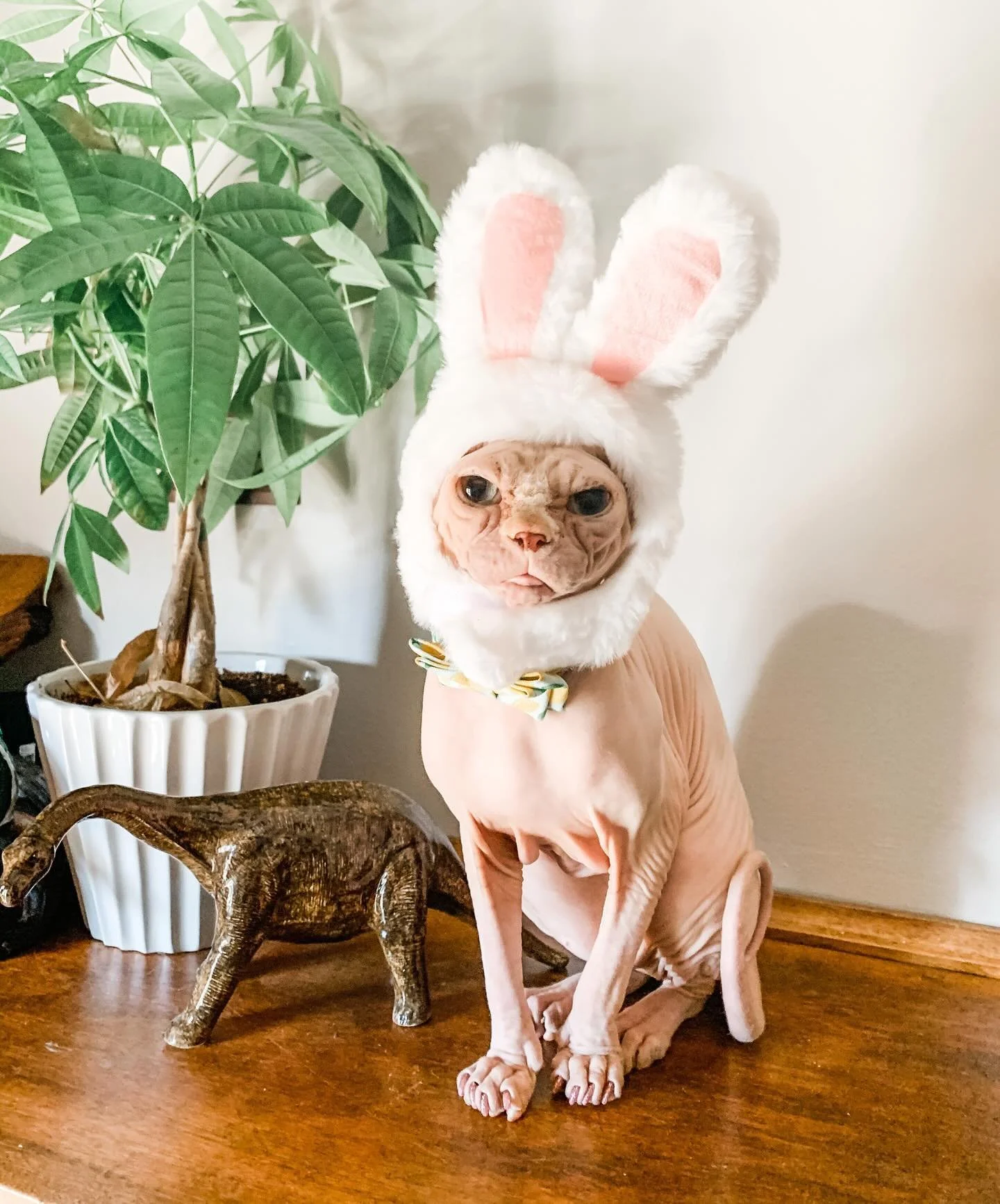 Happy Easter! 🐰 🥕

#sphynx #sphynxcat #mortimersueandichytoo #brothers #easter #easterbunny #carrot #peep #bunny #peeps #peepcostume #petcostumes #catsofinstagram #sphynxofinstagram
