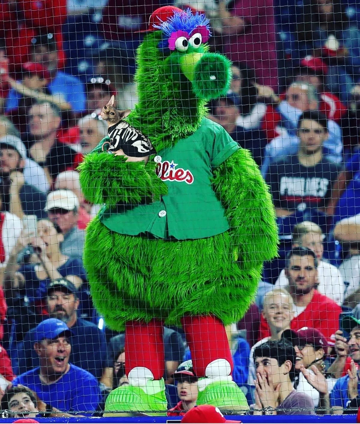 Happy Opening Day! ⚾️

#phillies #letsgophillies #openingday #phanatic #philliephanatic #baseball #sphynx #sphynxcat #catsofinstagram #sphynxofinstagram