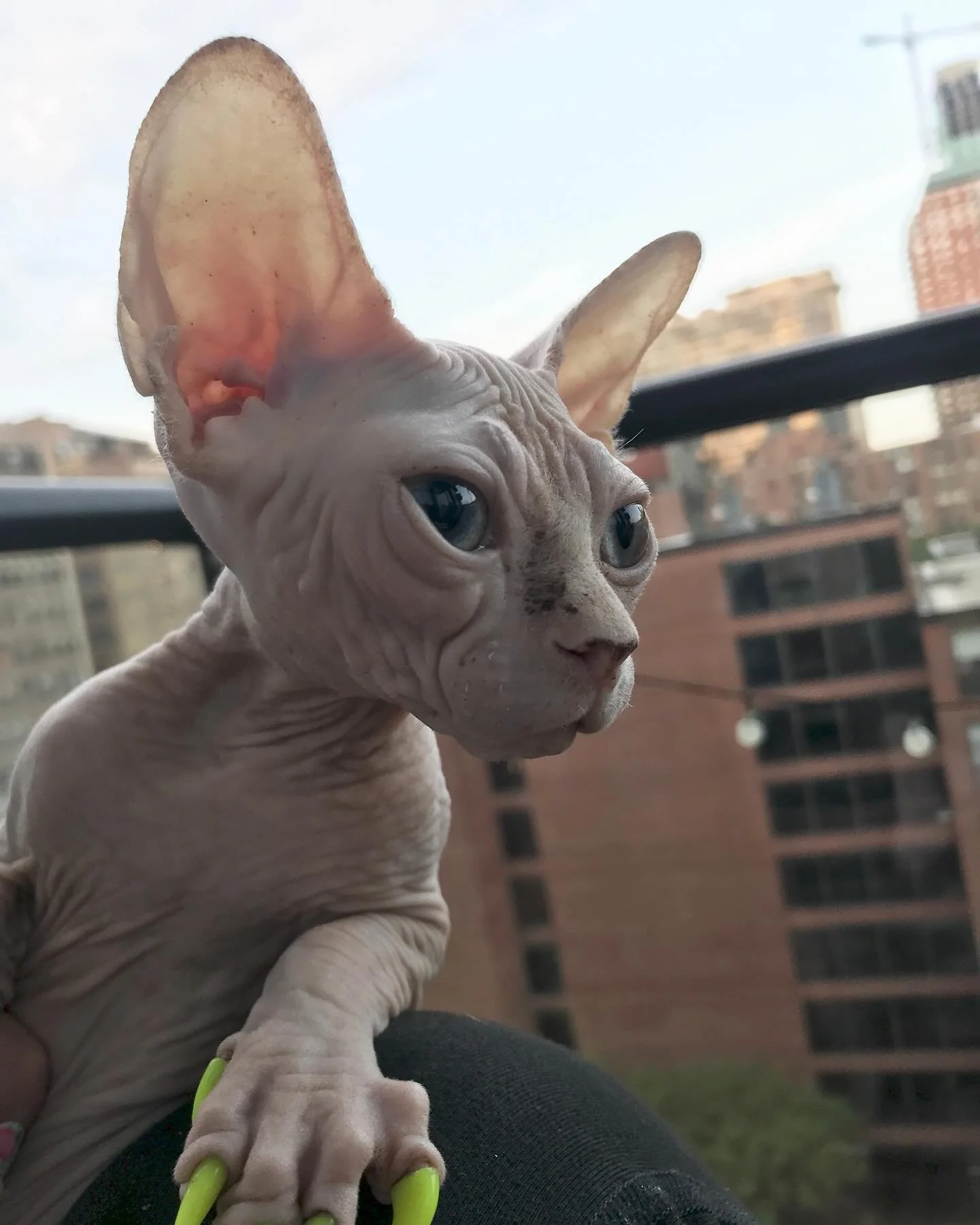 I&rsquo;m 6 today! 🎂

Baby pictures of me as a sweet, big eared kitty at 4 months old - always adorably screaming for attention. ❤️

#sphynx #sphynxcat #catsofinstagram #sphynxofinstagram #birthdaycat #sphynxlove #sweetbirthdaybaby