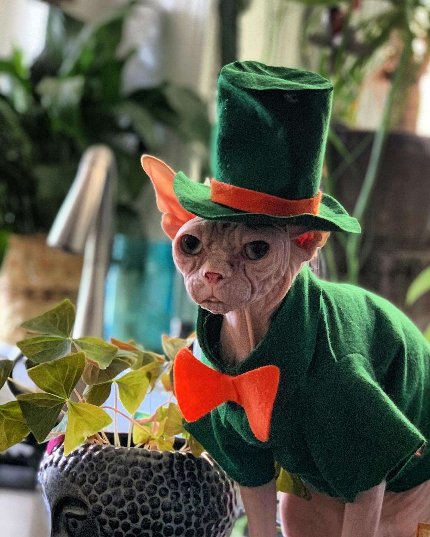 Happy St Patrick&rsquo;s Day! 🍀

#sphynx #sphynxcat #catsofinstagram #sphynxofinstagram #meow #stpatricksday #stpattysday #stpatricksdaycat #goldattheendoftherainbow